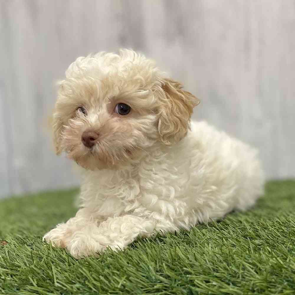 Female Bichapoo-Poodle Puppy for Sale in Braintree, MA