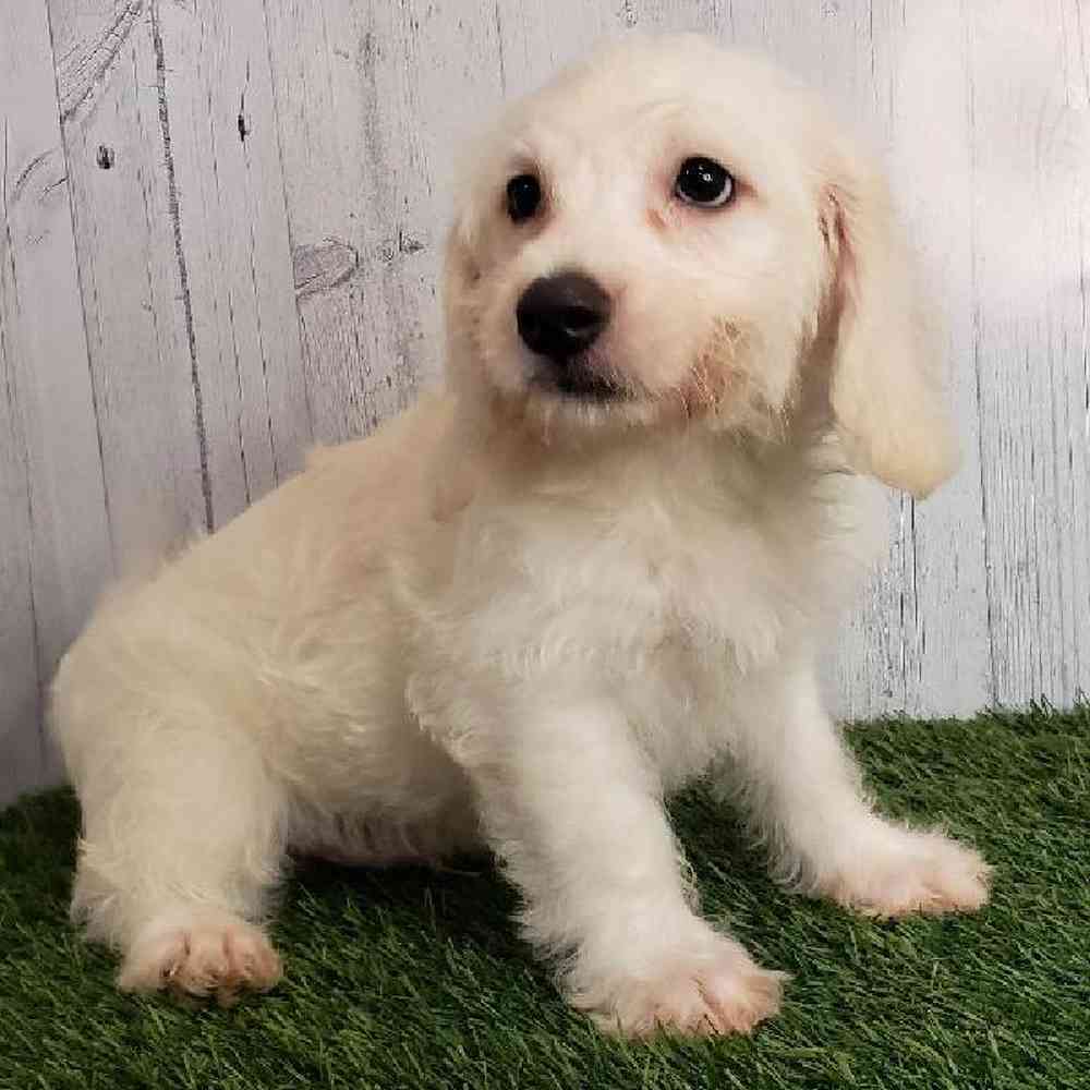Male Mini Labradoodle Puppy for sale