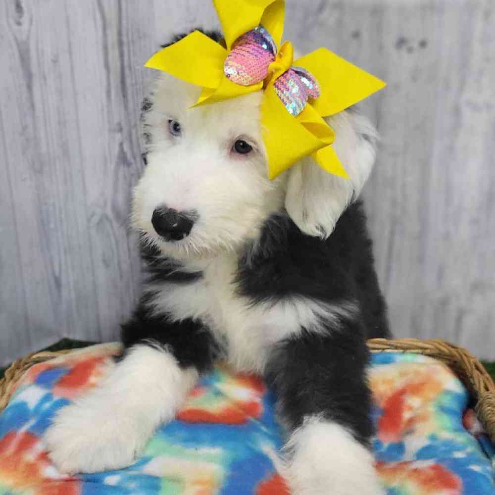 Female Old English Sheepdog Puppy for Sale in Saugus, MA