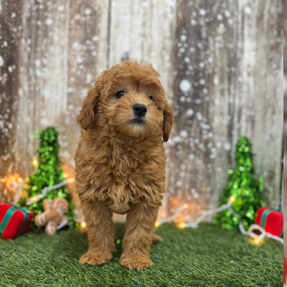 Male Mini Labradoodle 2nd Gen Puppy for Sale in Braintree, MA