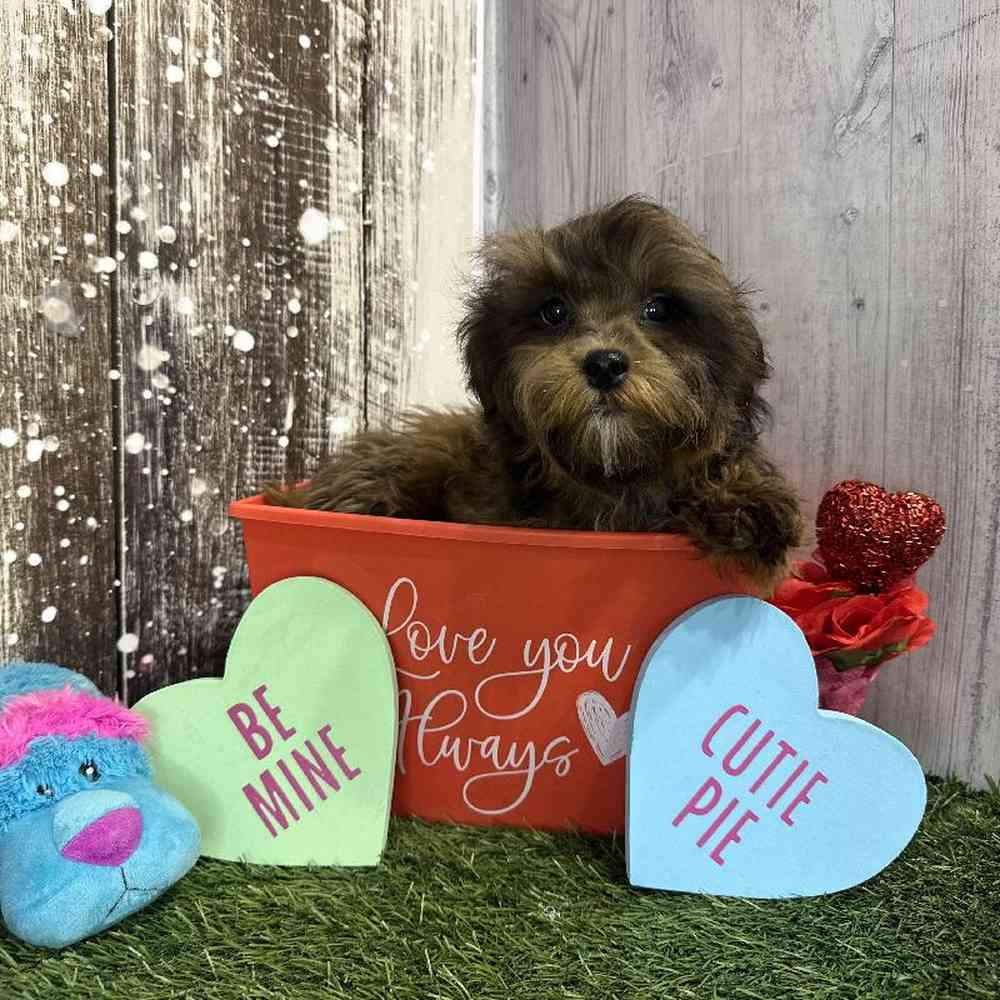 Male Shih-Poo Puppy for Sale in Saugus, MA