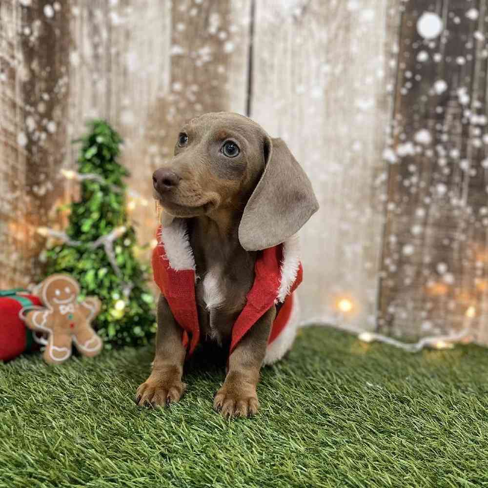 Male Dachshund Puppy for Sale in Braintree, MA