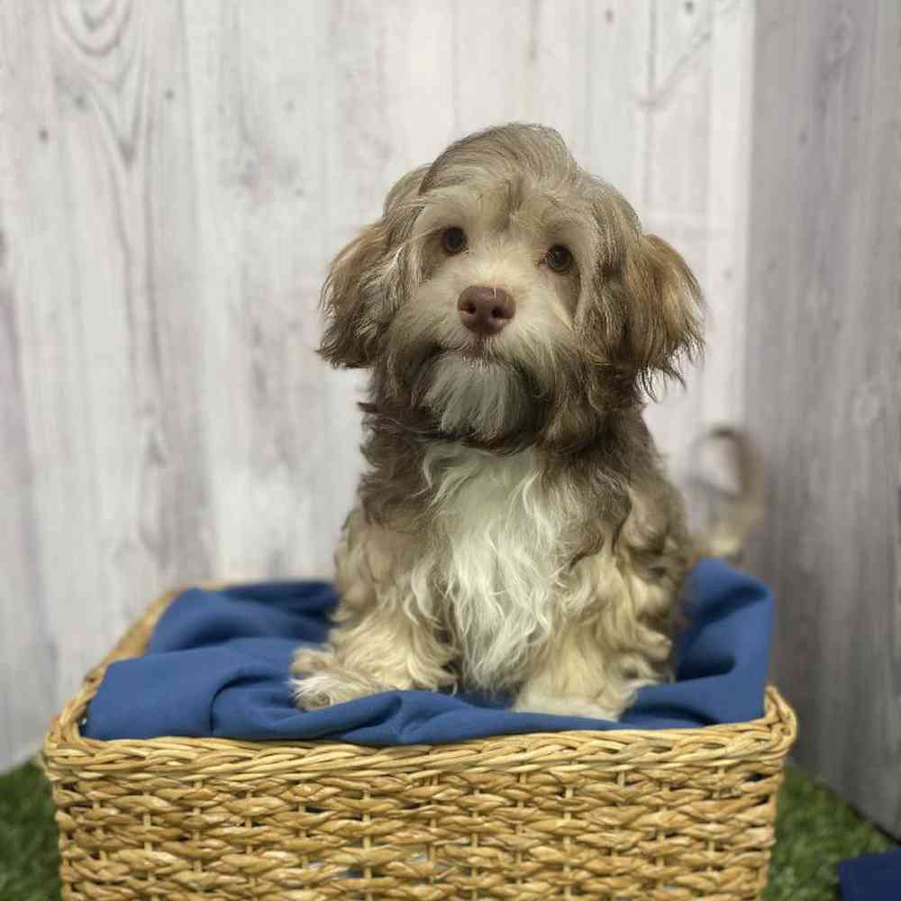 Male Havanese Puppy for Sale in Saugus, MA