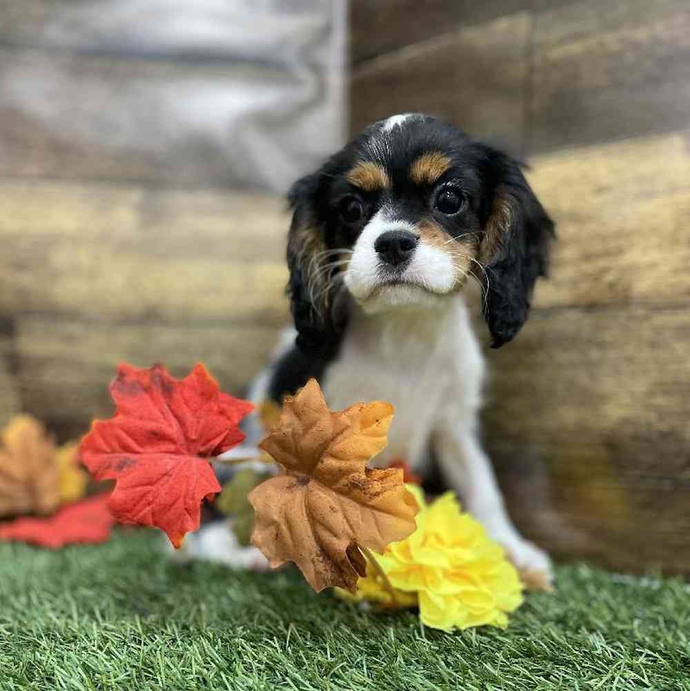 Female Cavalier King Charles Spaniel Puppy for Sale in Braintree, MA