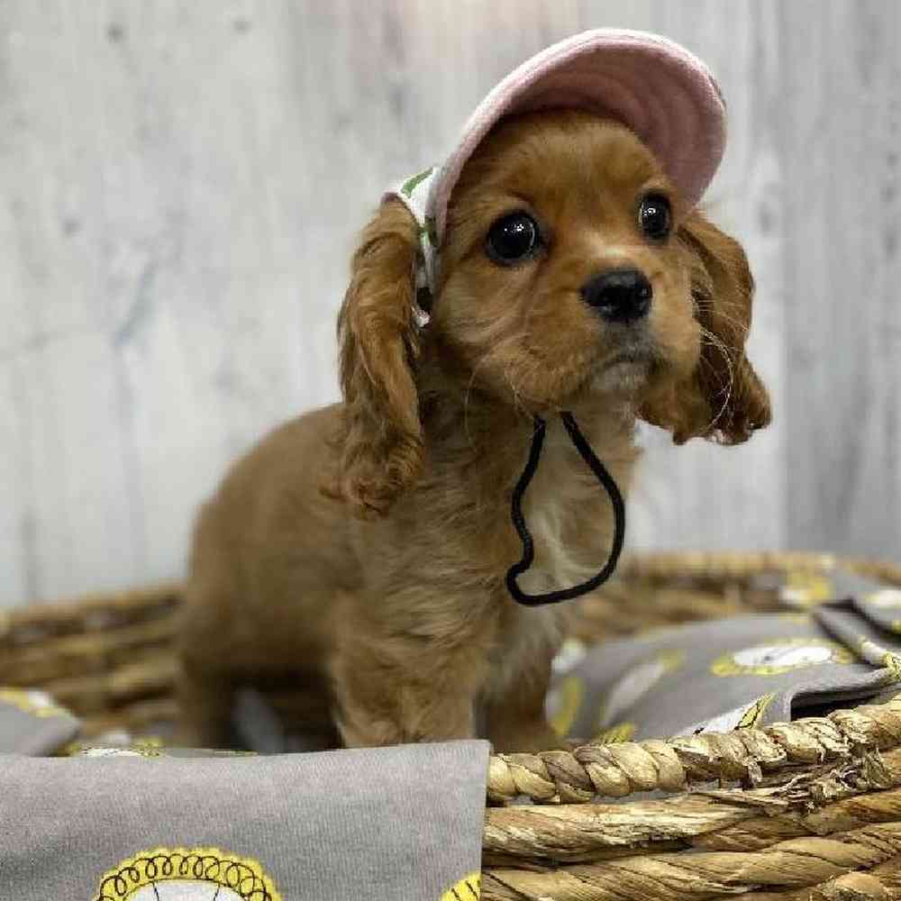 Female Cockalier Puppy for sale