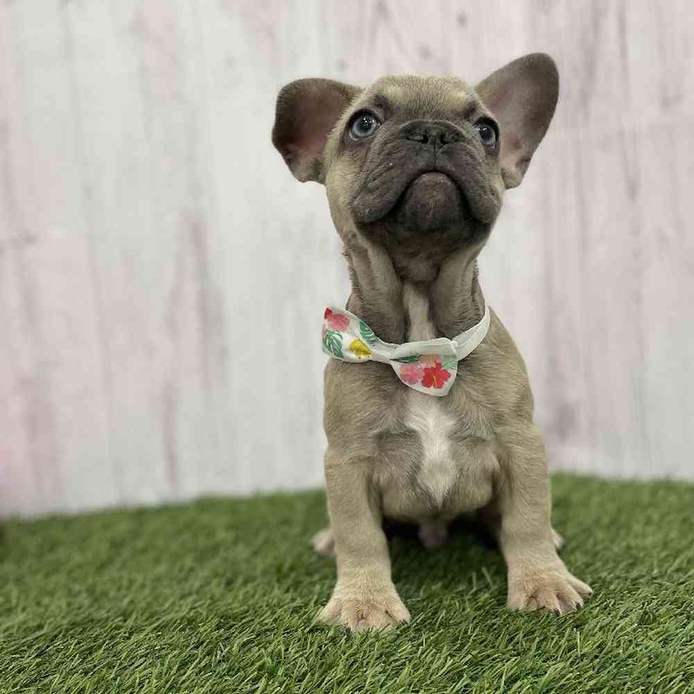Male French Bulldog Puppy for Sale in Braintree, MA