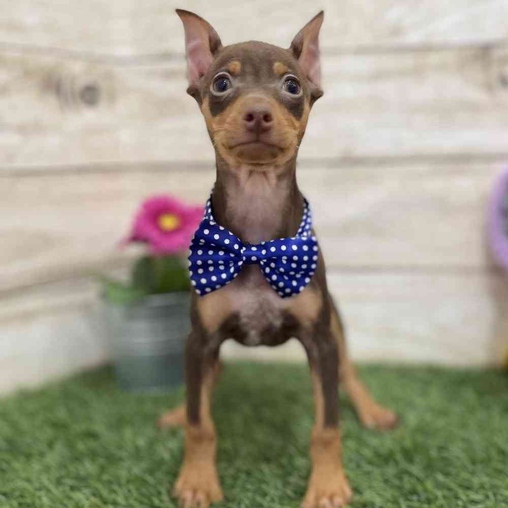 Male Miniature Pinscher Puppy for Sale in Braintree, MA
