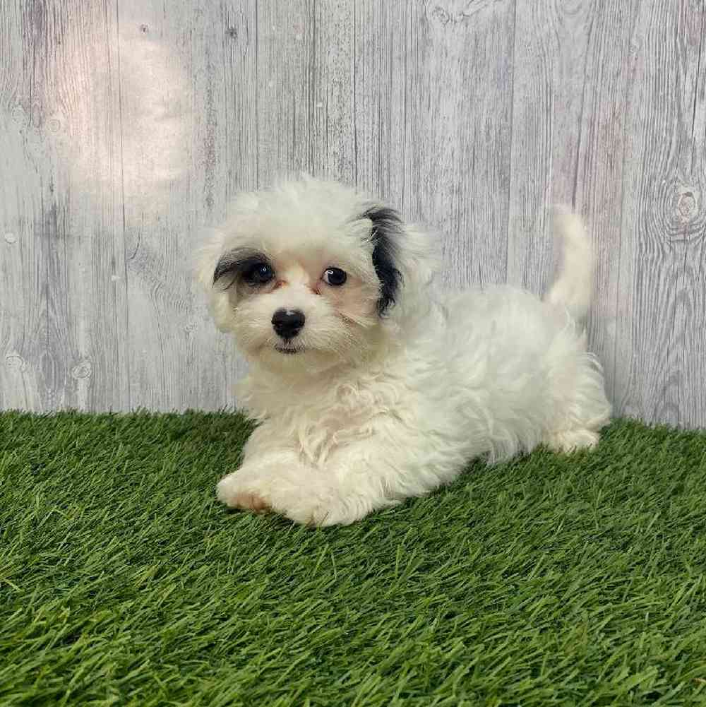 Male Lhasa-Poo Puppy for Sale in Saugus, MA