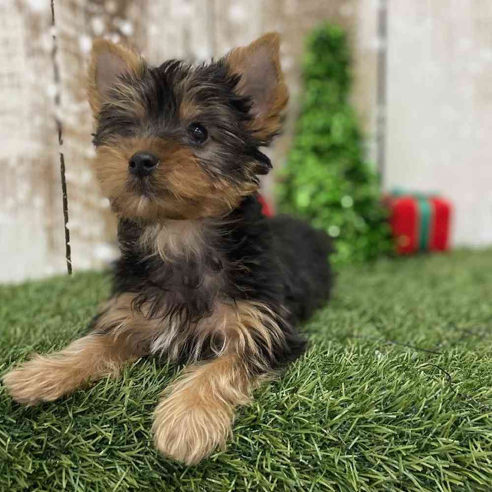 Male Yorkshire Terrier Puppy for Sale in Braintree, MA