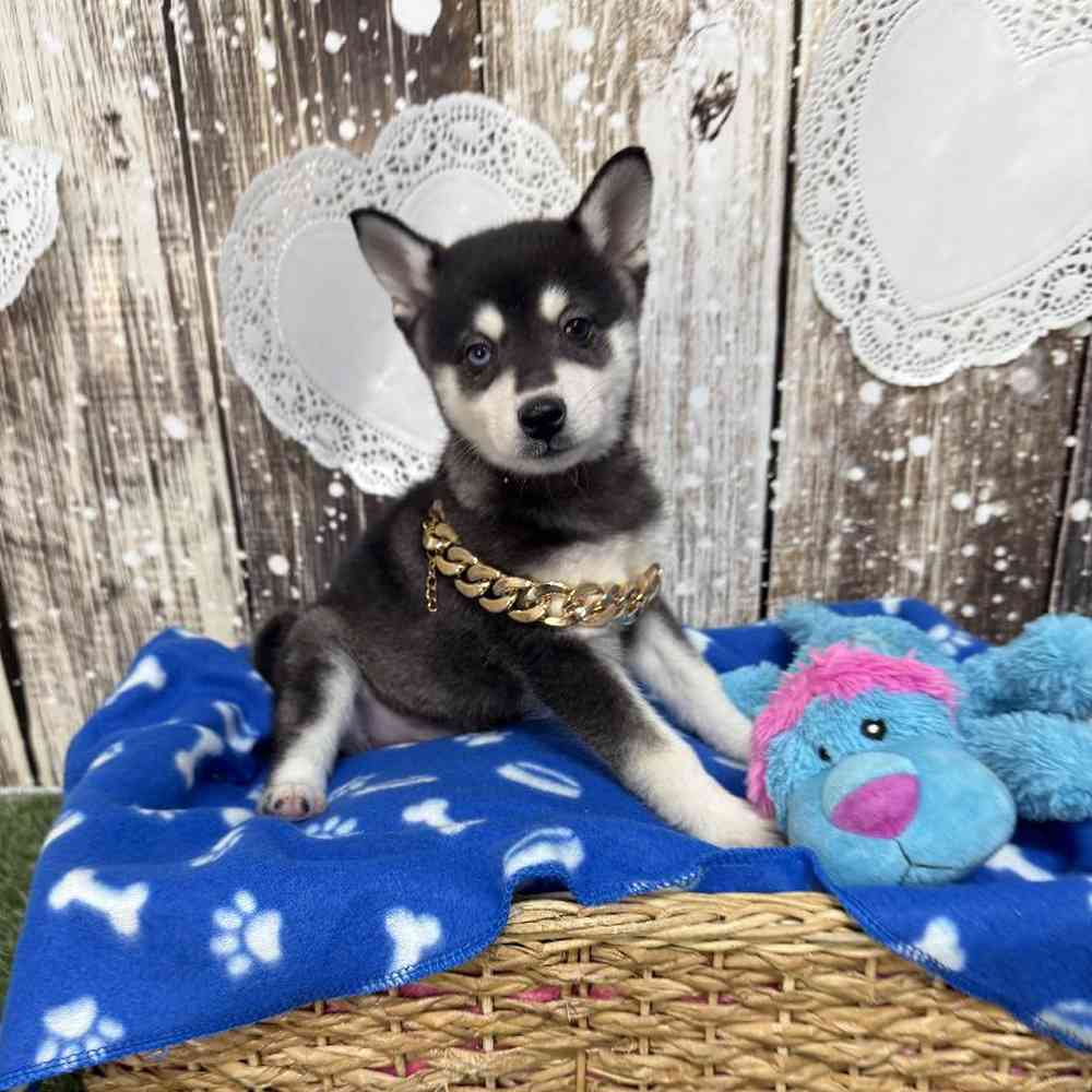 Male Alaskan Klee Kai Puppy for Sale in Saugus, MA