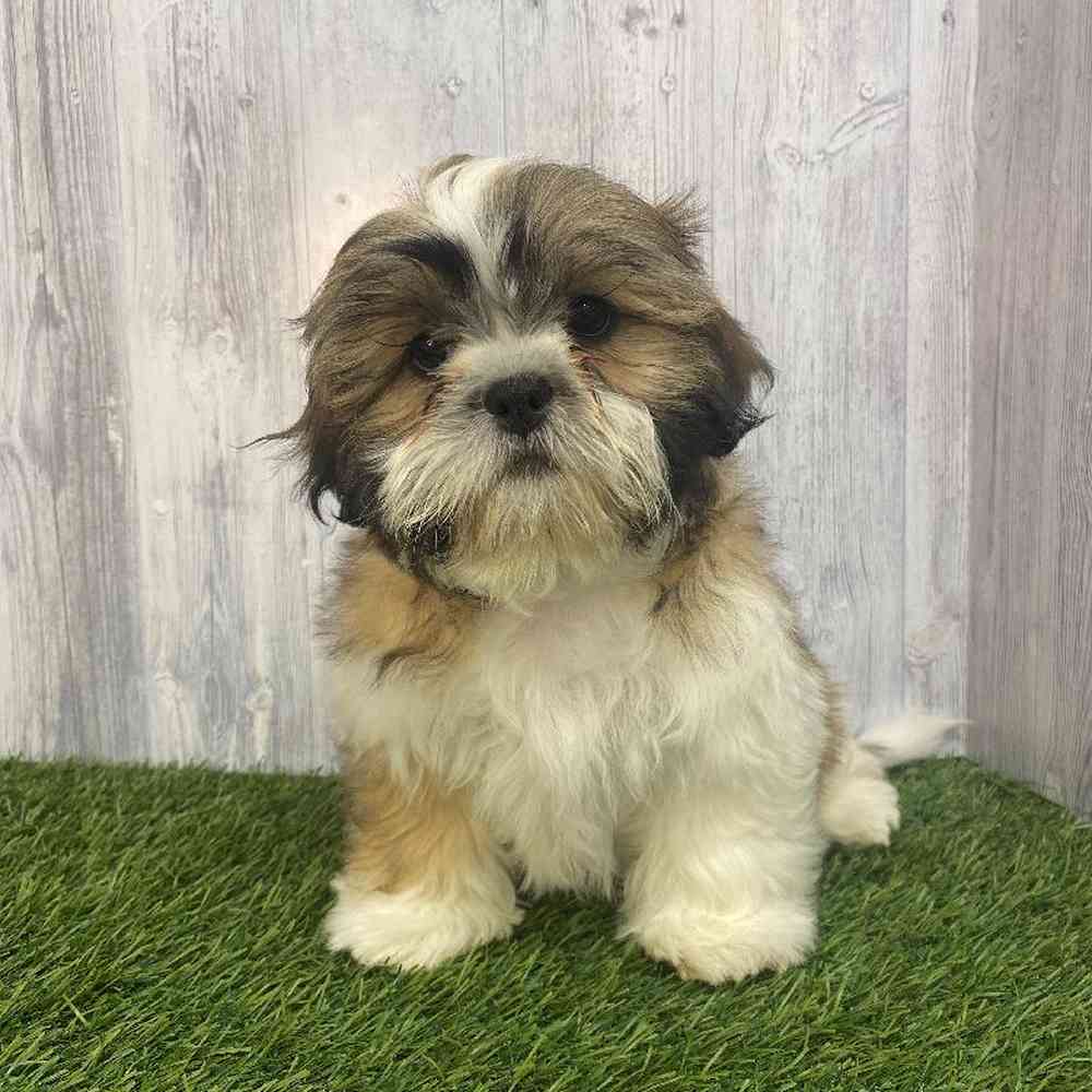 Male Shih Tzu Puppy for Sale in Saugus, MA