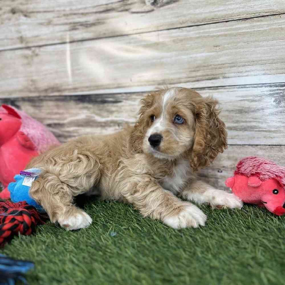 Male Cockalier Puppy for Sale in Saugus, MA