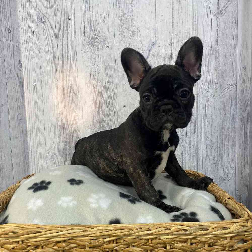 Female French Bulldog Puppy for Sale in Saugus, MA