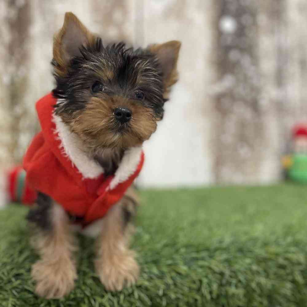 Male Yorkshire Terrier Puppy for Sale in Braintree, MA