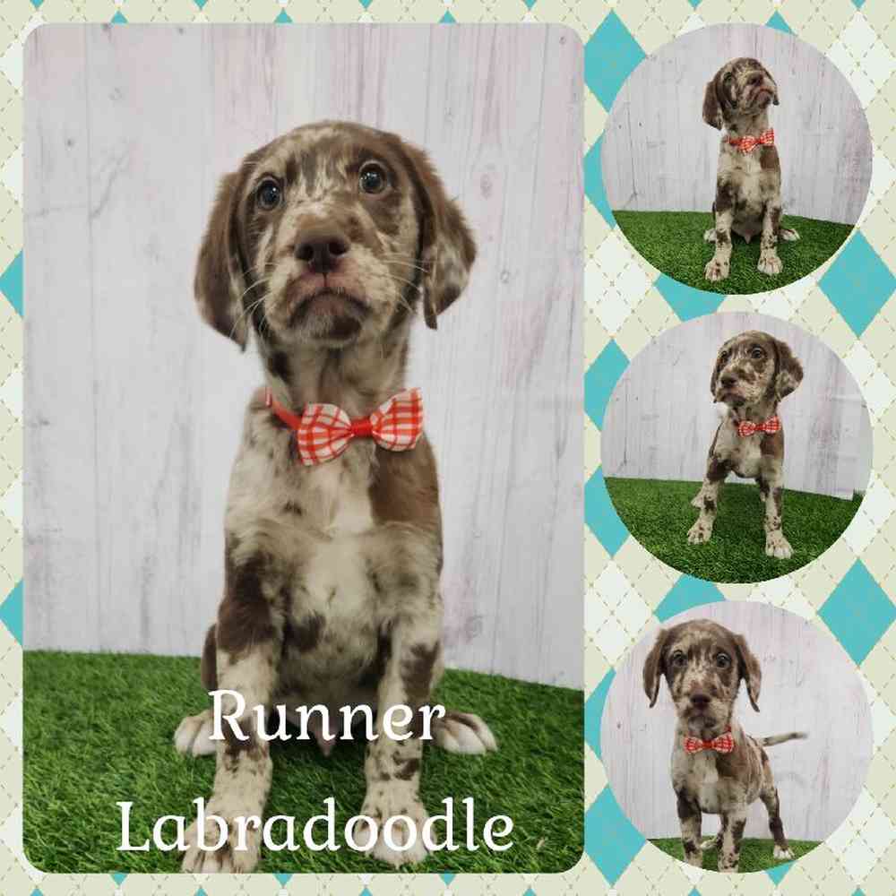 Male Labradoodle Puppy for Sale in Braintree, MA