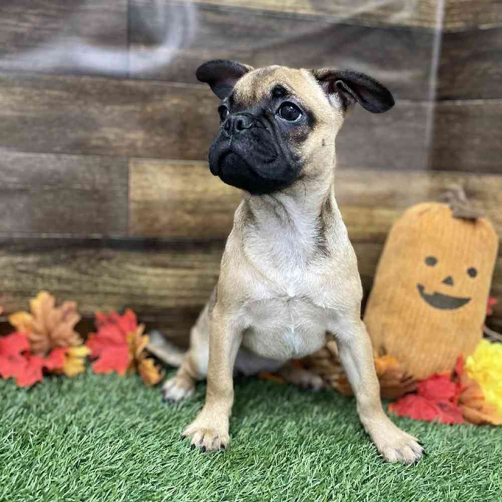 Female Frug Puppy for Sale in Braintree, MA