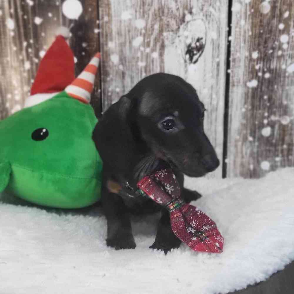 Male Dachshund Puppy for Sale in Saugus, MA
