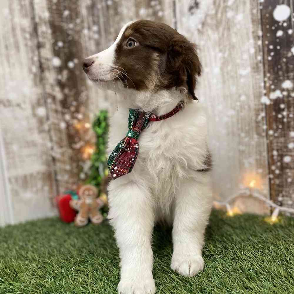 Male Miniature Australian Shepherd Puppy for Sale in Braintree, MA