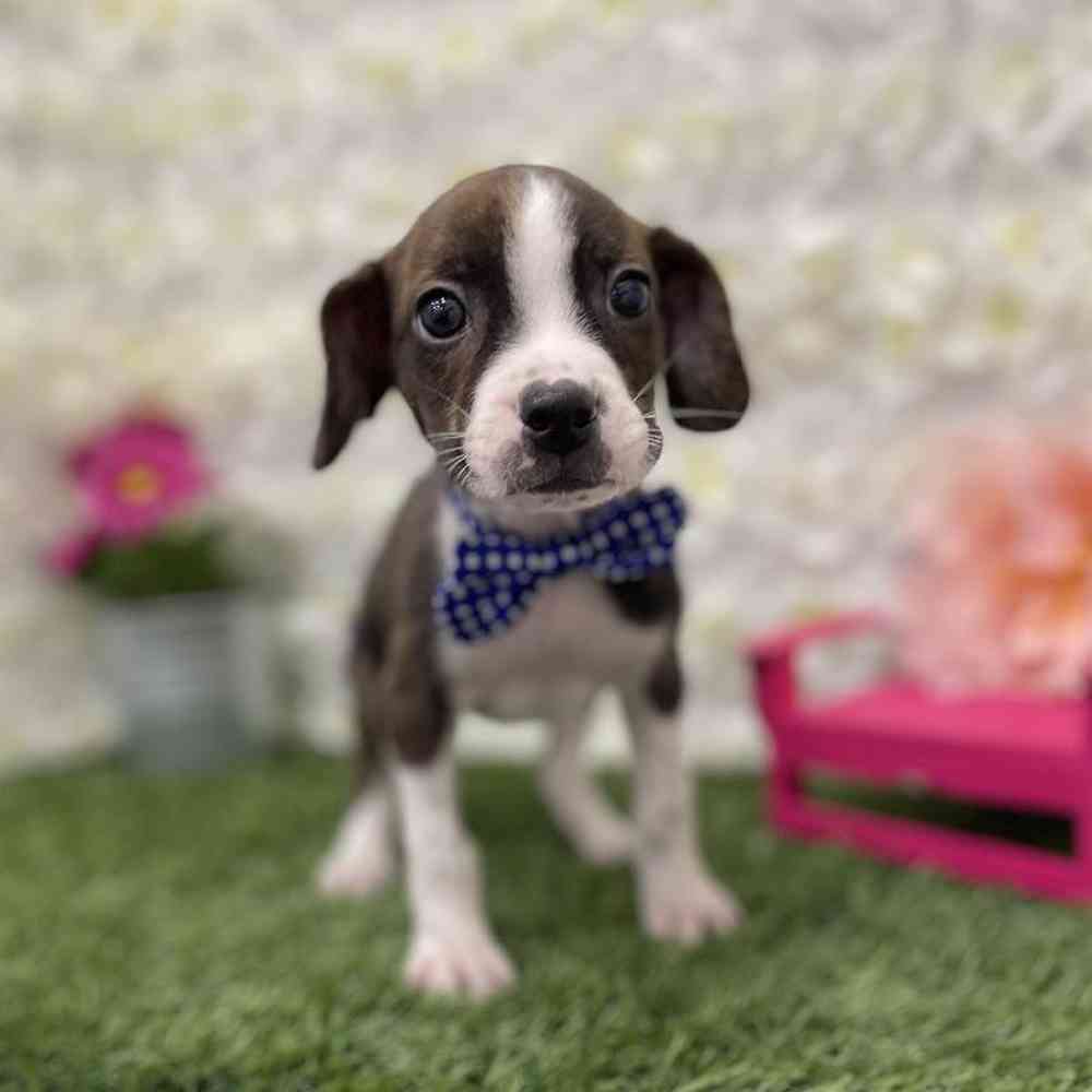 Male Boglen Terrier Puppy for Sale in Braintree, MA