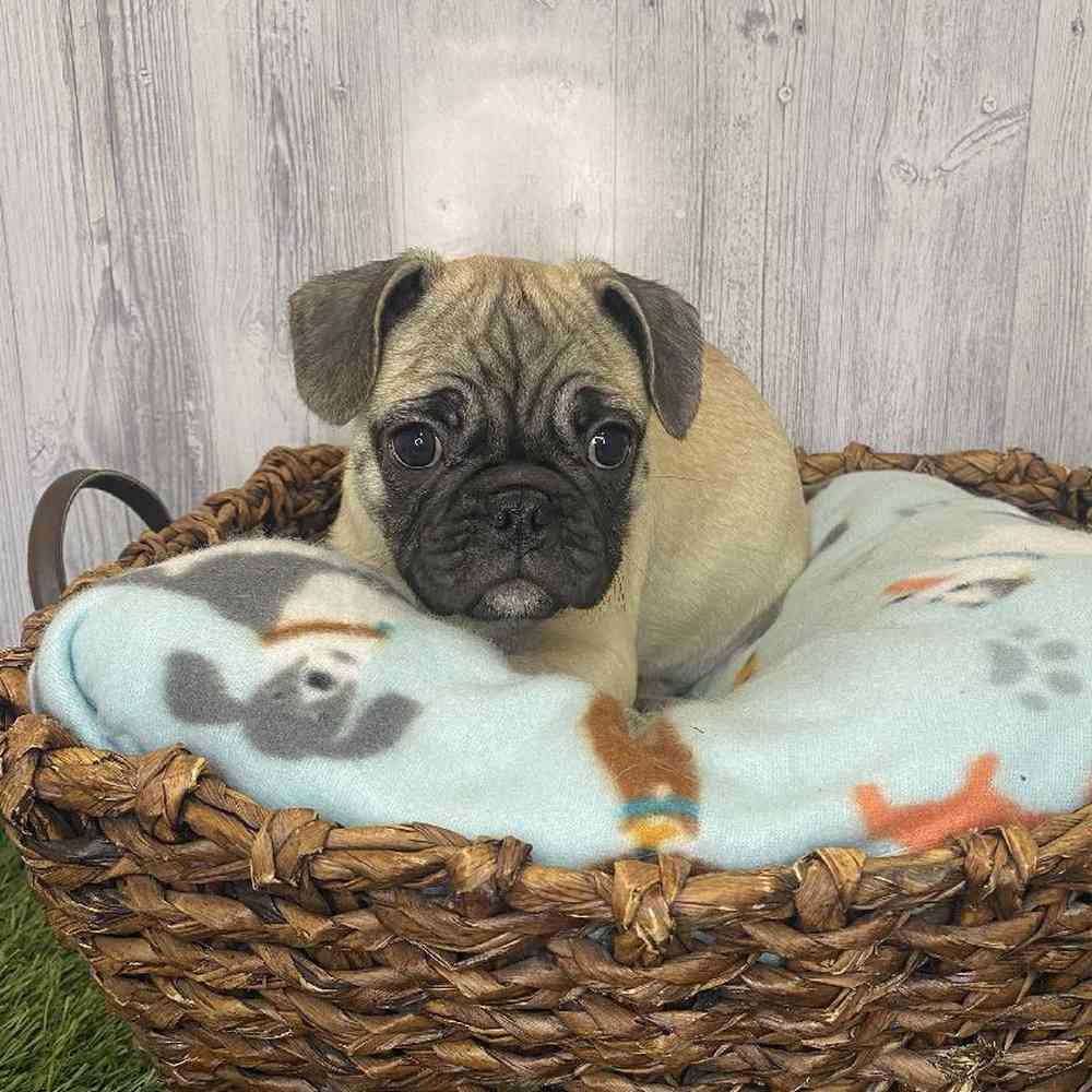 Male Frug Puppy for Sale in Saugus, MA