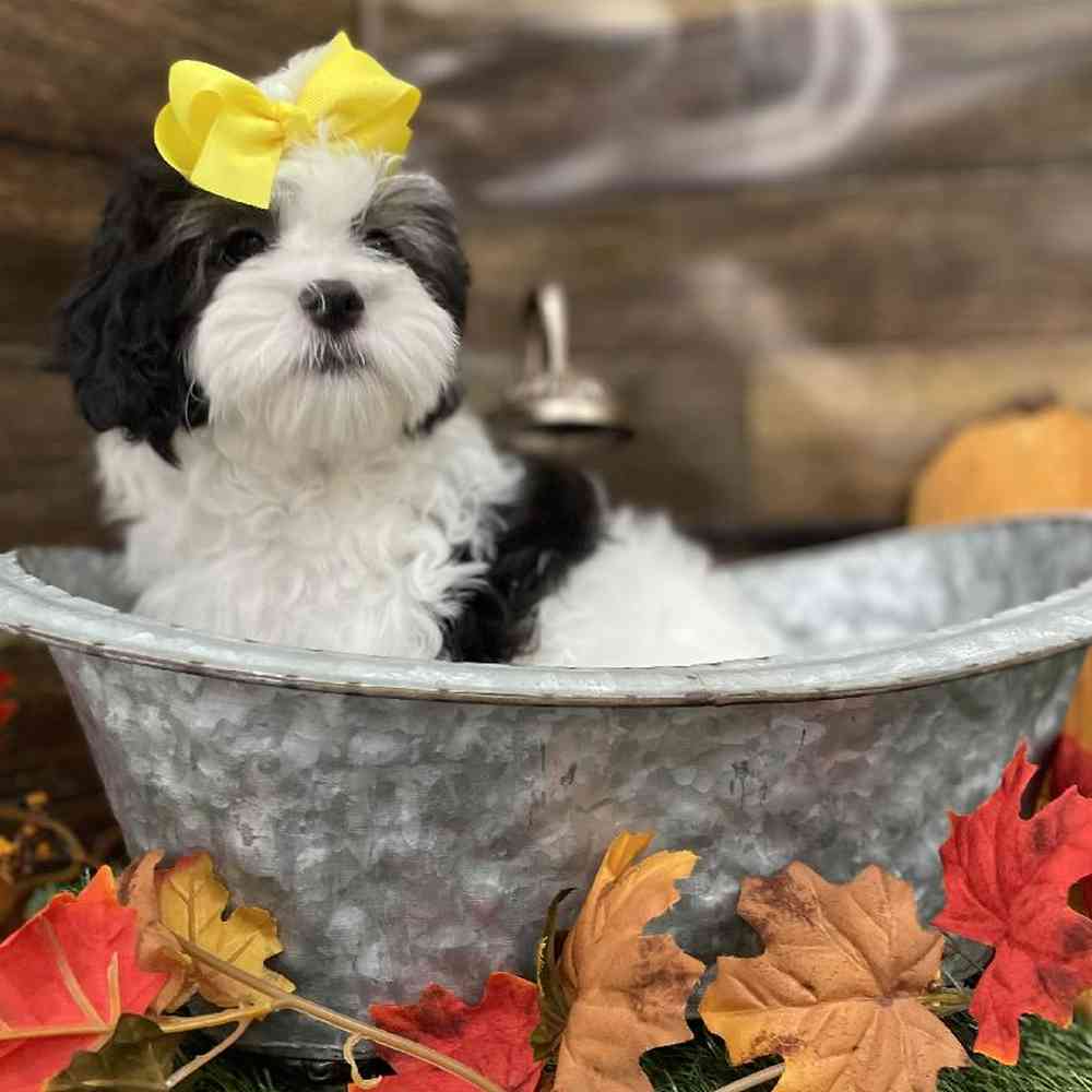Female Lhasa-Poo Puppy for Sale in Braintree, MA