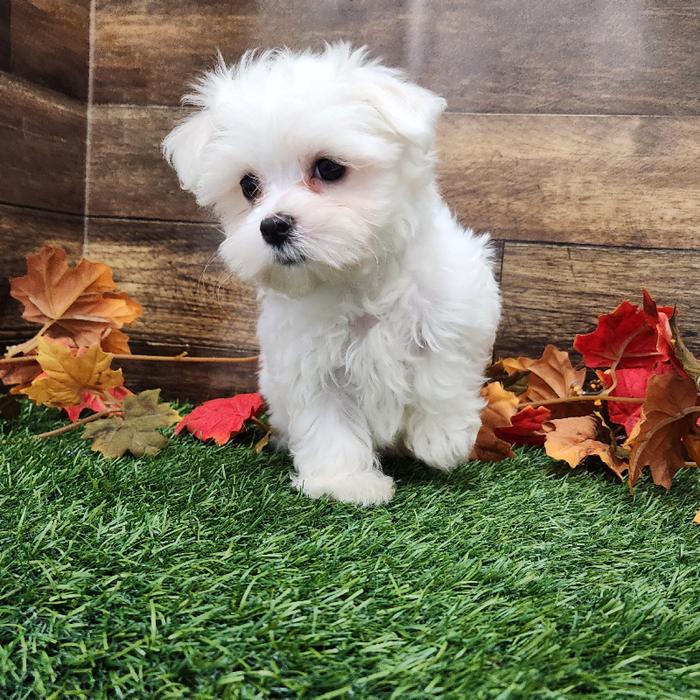 Male Maltese Puppy for Sale in Braintree, MA