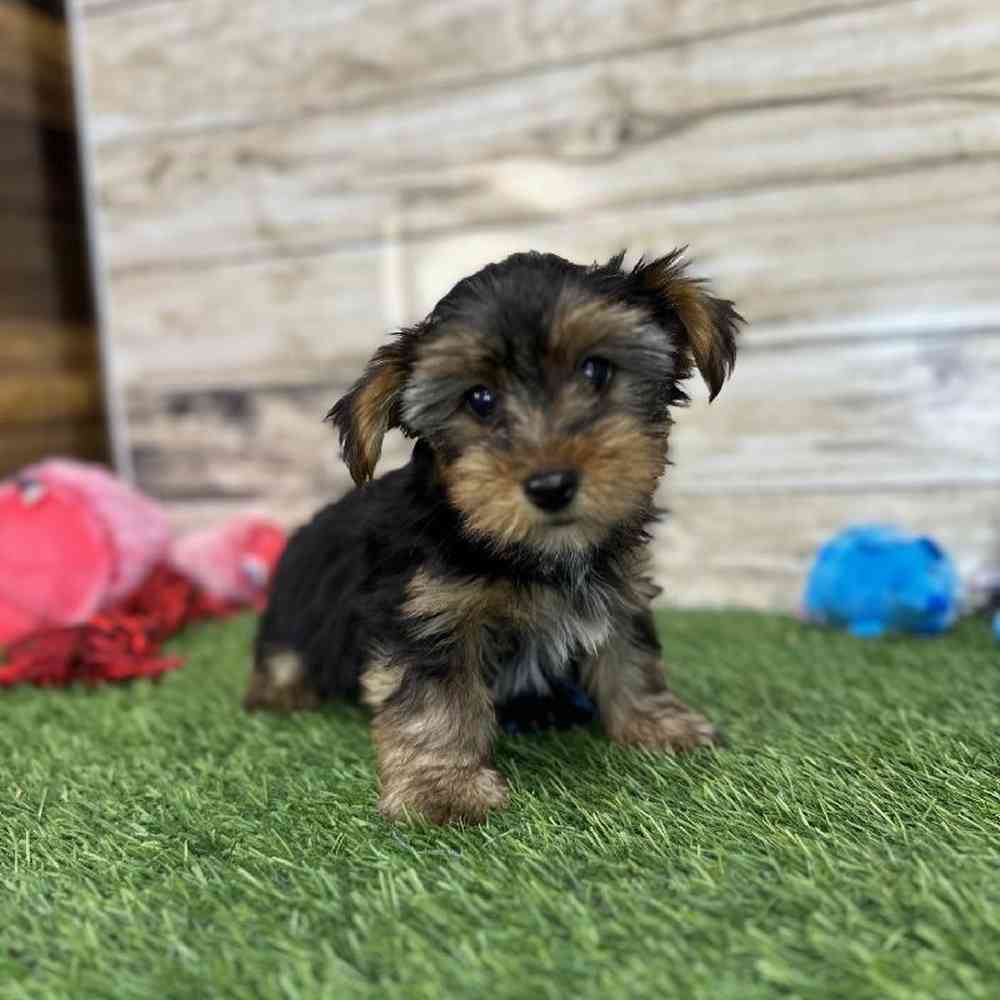Male Yorkshire Terrier Puppy for Sale in Saugus, MA