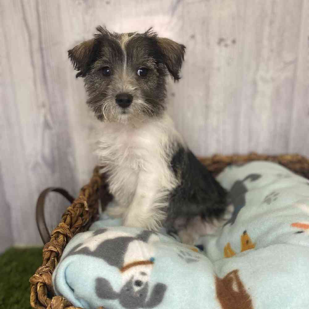 Female Miniature Schnauzer Puppy for Sale in Saugus, MA