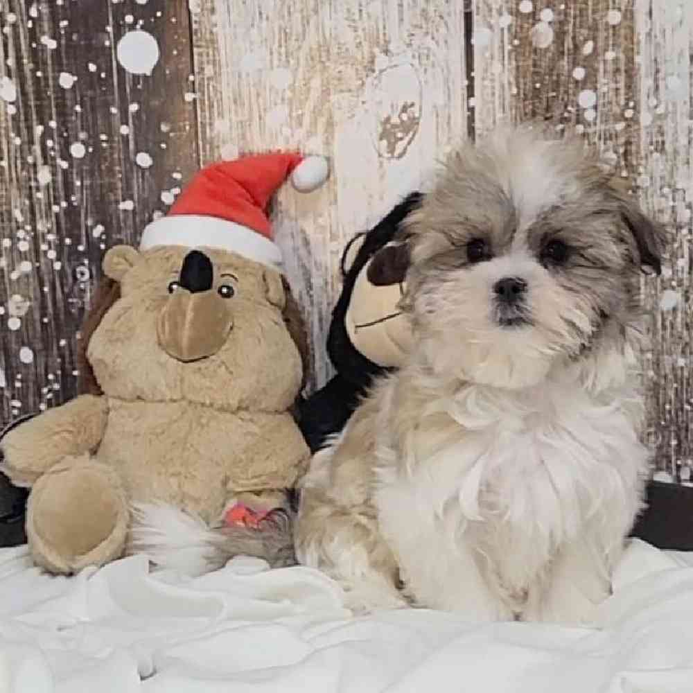 Female Malshi Puppy for Sale in Saugus, MA