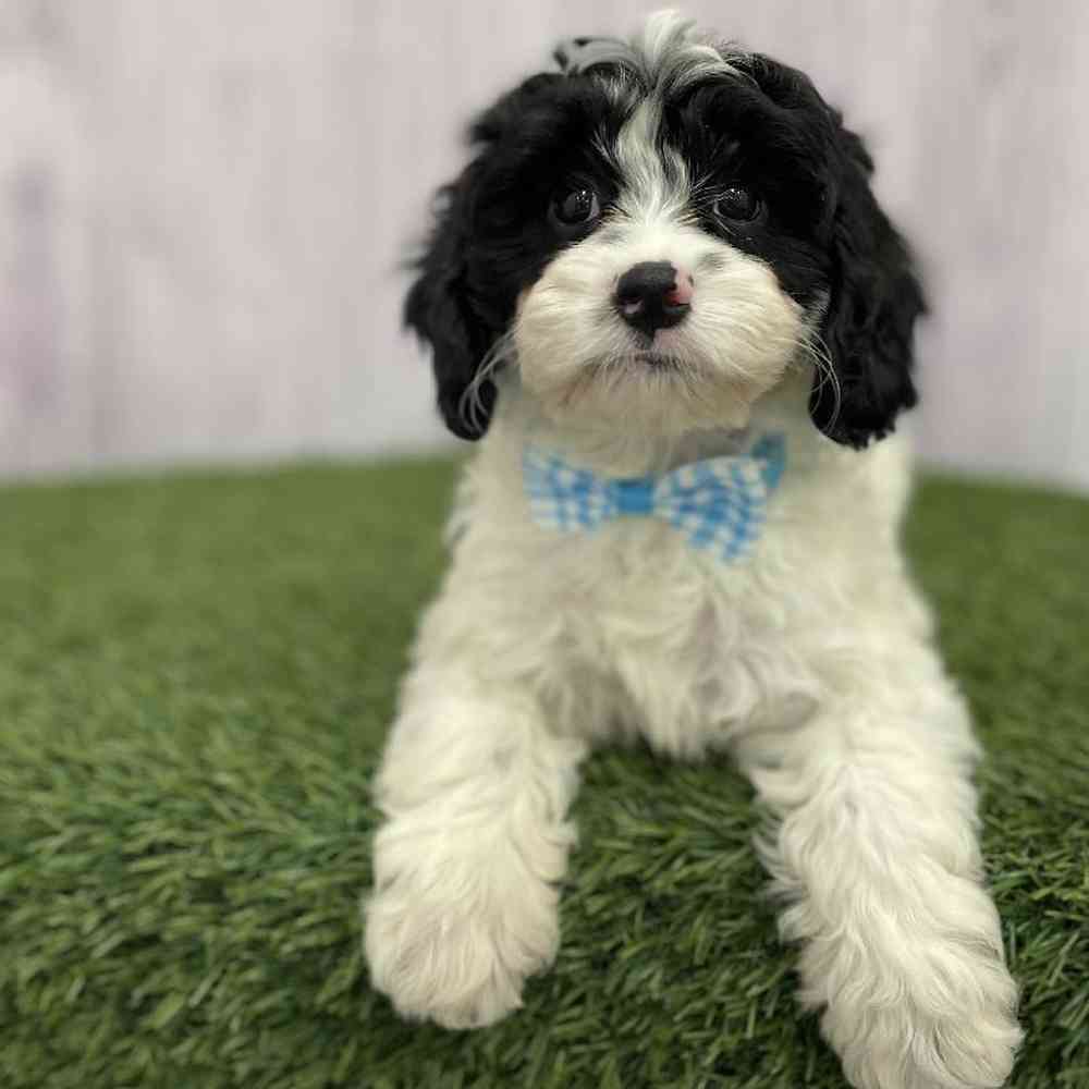 Male Cavapoo Puppy for Sale in Braintree, MA