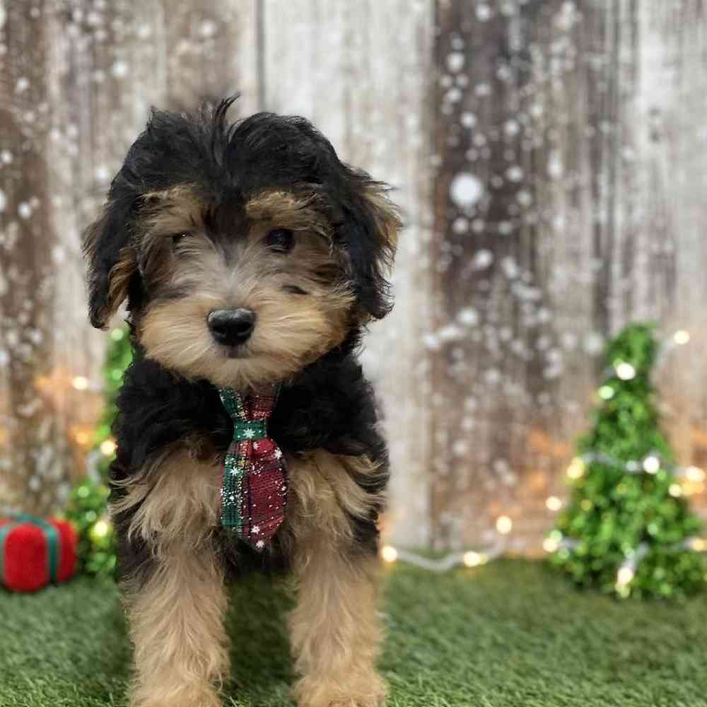 Male Yorkie-Poo Puppy for Sale in Braintree, MA