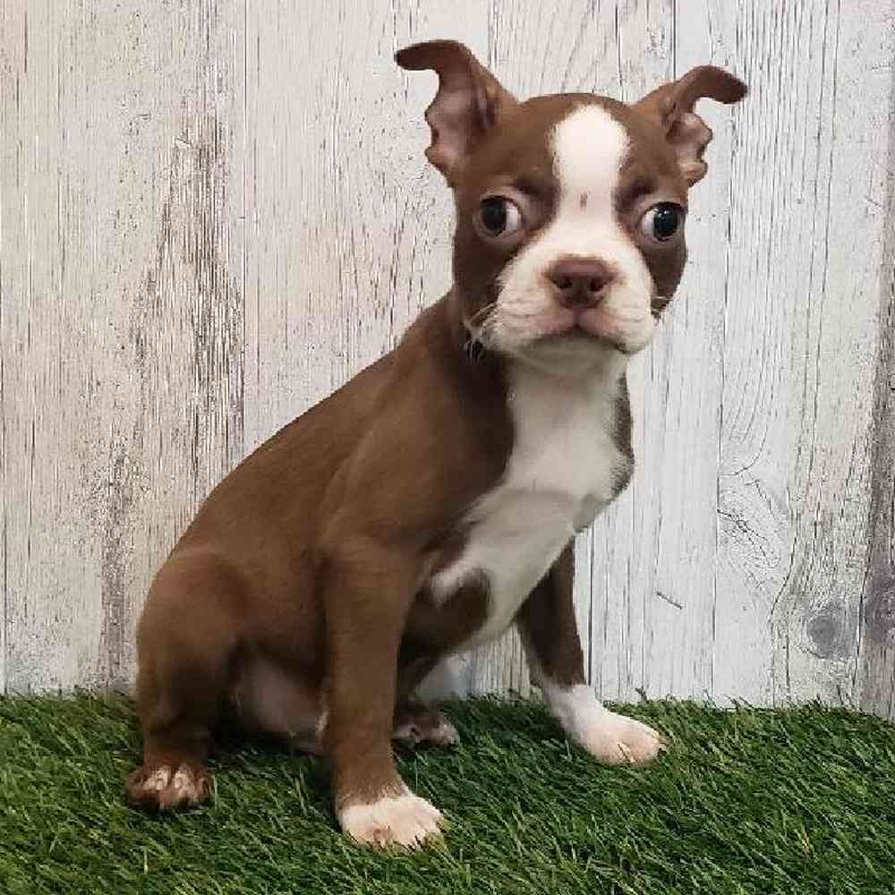 Male Boston Terrier Puppy for sale