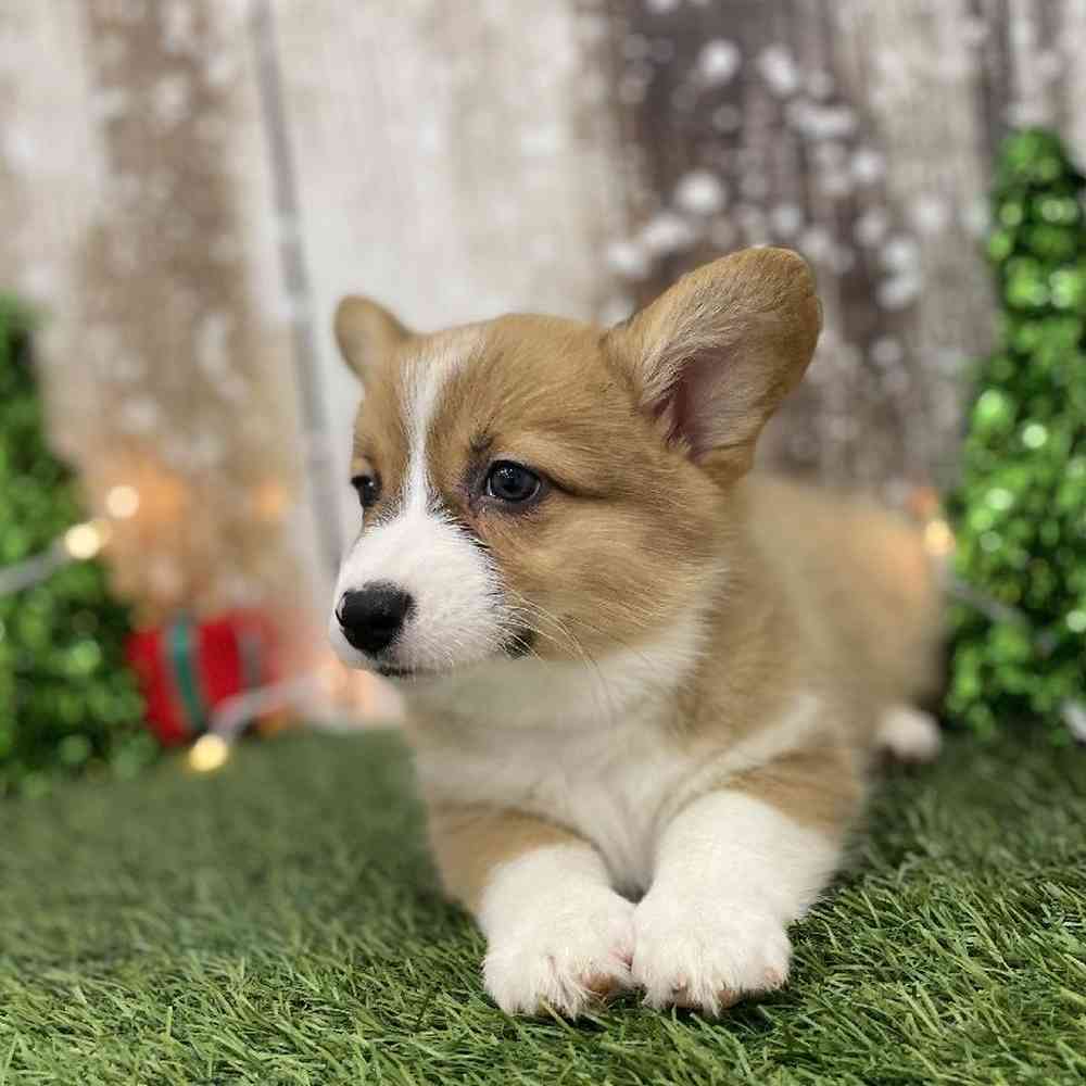 Female Pembroke Welsh Corgi Puppy for Sale in Braintree, MA