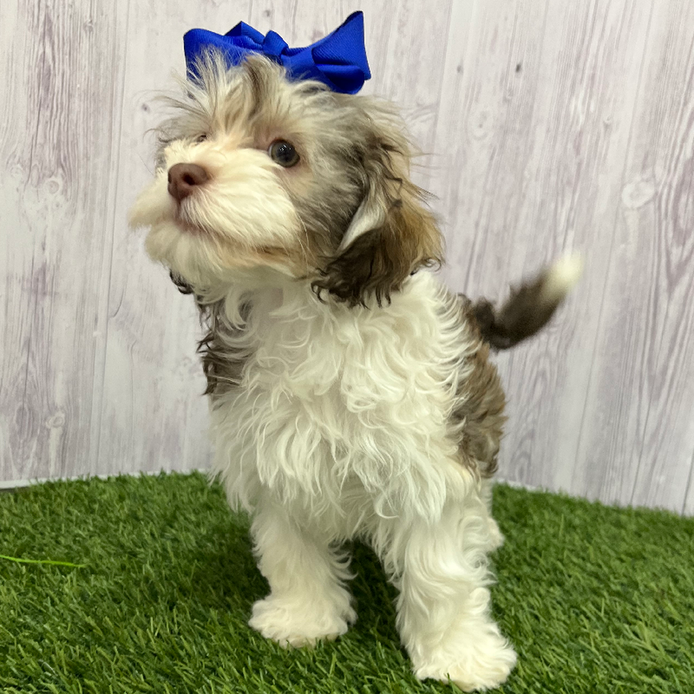 Female Havanese Puppy for Sale in Braintree, MA
