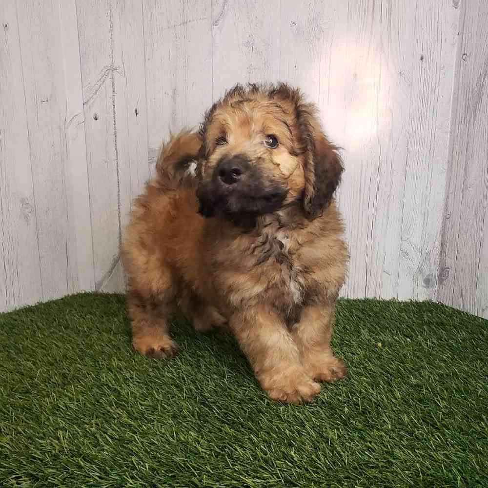 Male Mini Goldendoodle 2nd Gen Puppy for sale
