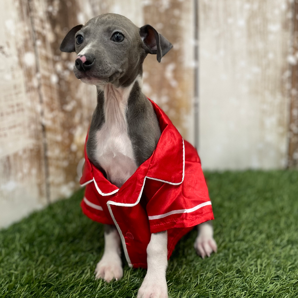 Male Italian Greyhound Puppy for Sale in Braintree, MA