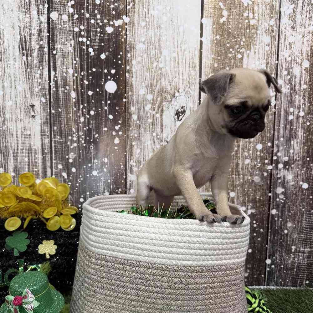 Female Pug Puppy for Sale in Saugus, MA