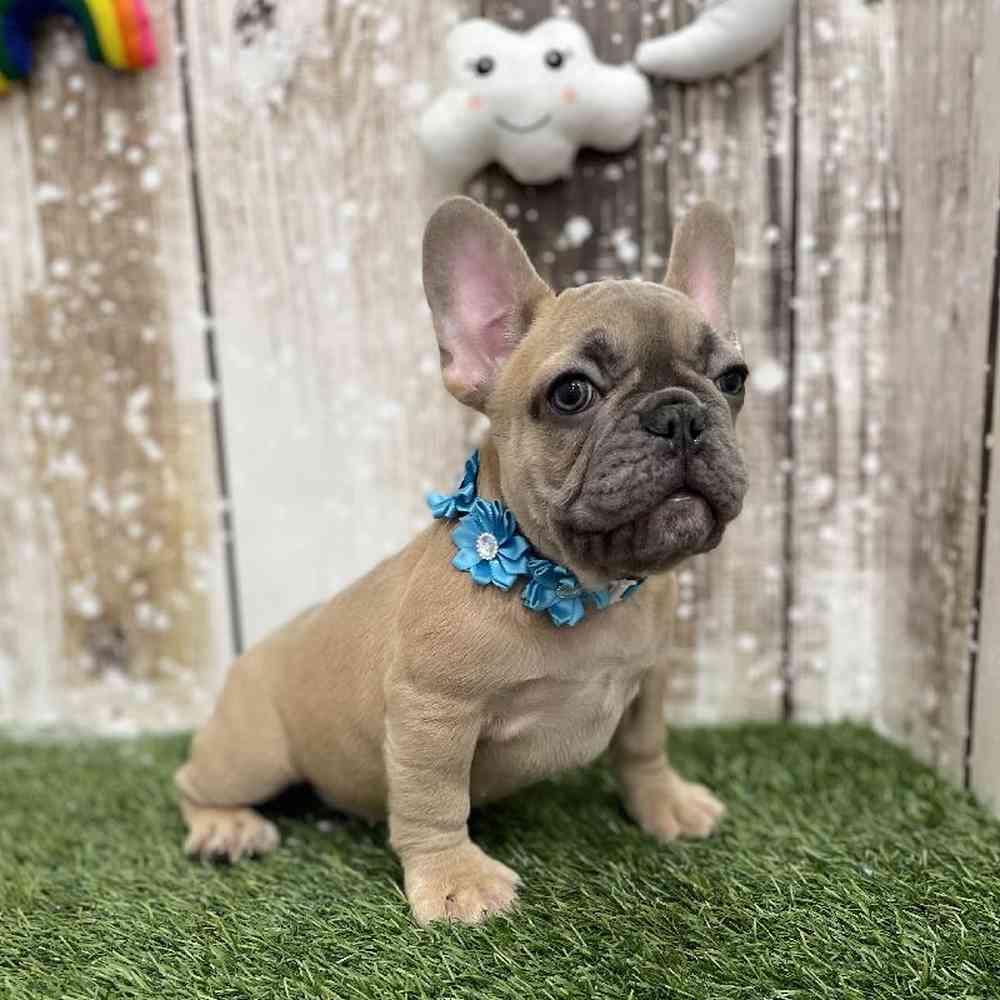 Female French Bulldog Puppy for Sale in Braintree, MA