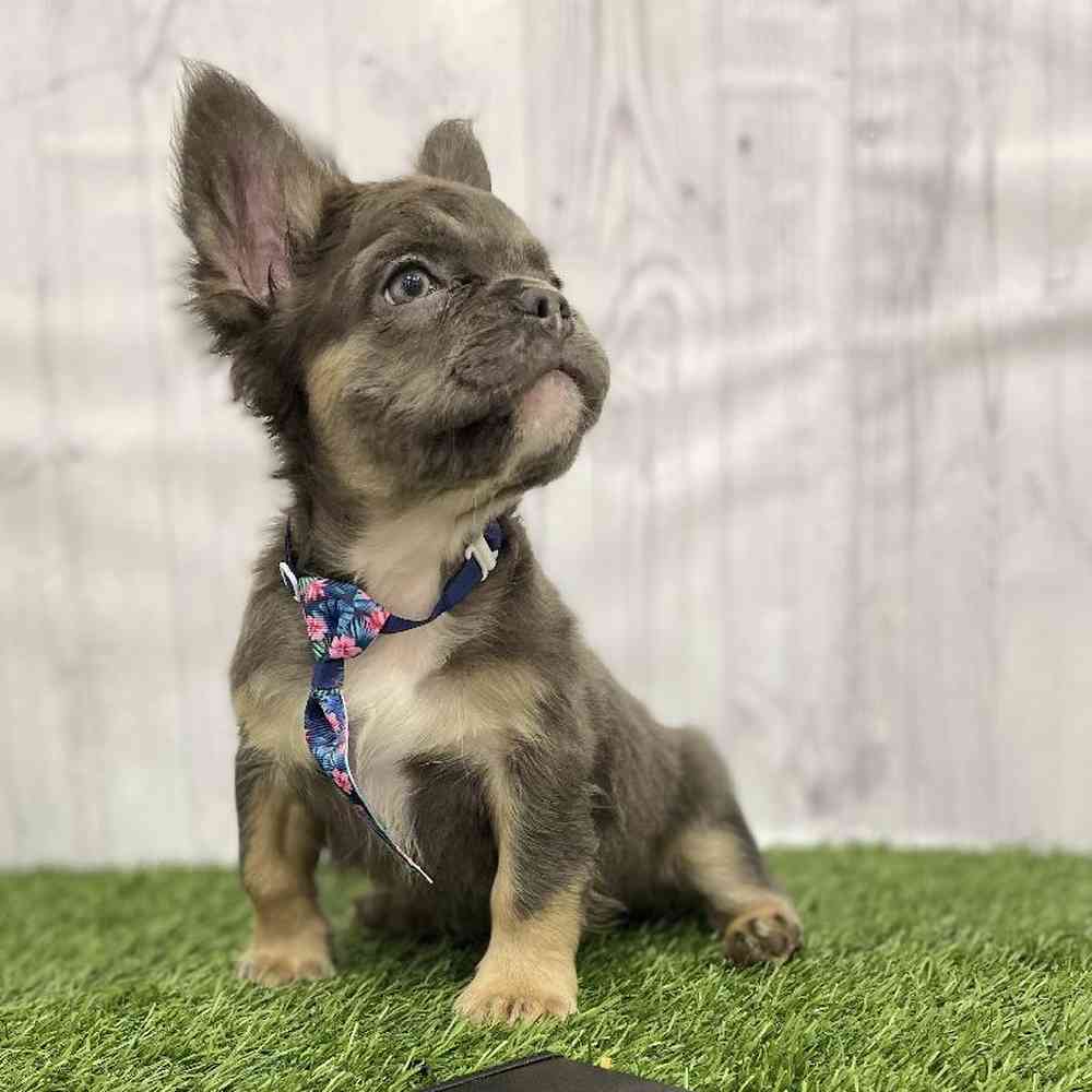 Male French Bulldog Puppy for Sale in Braintree, MA