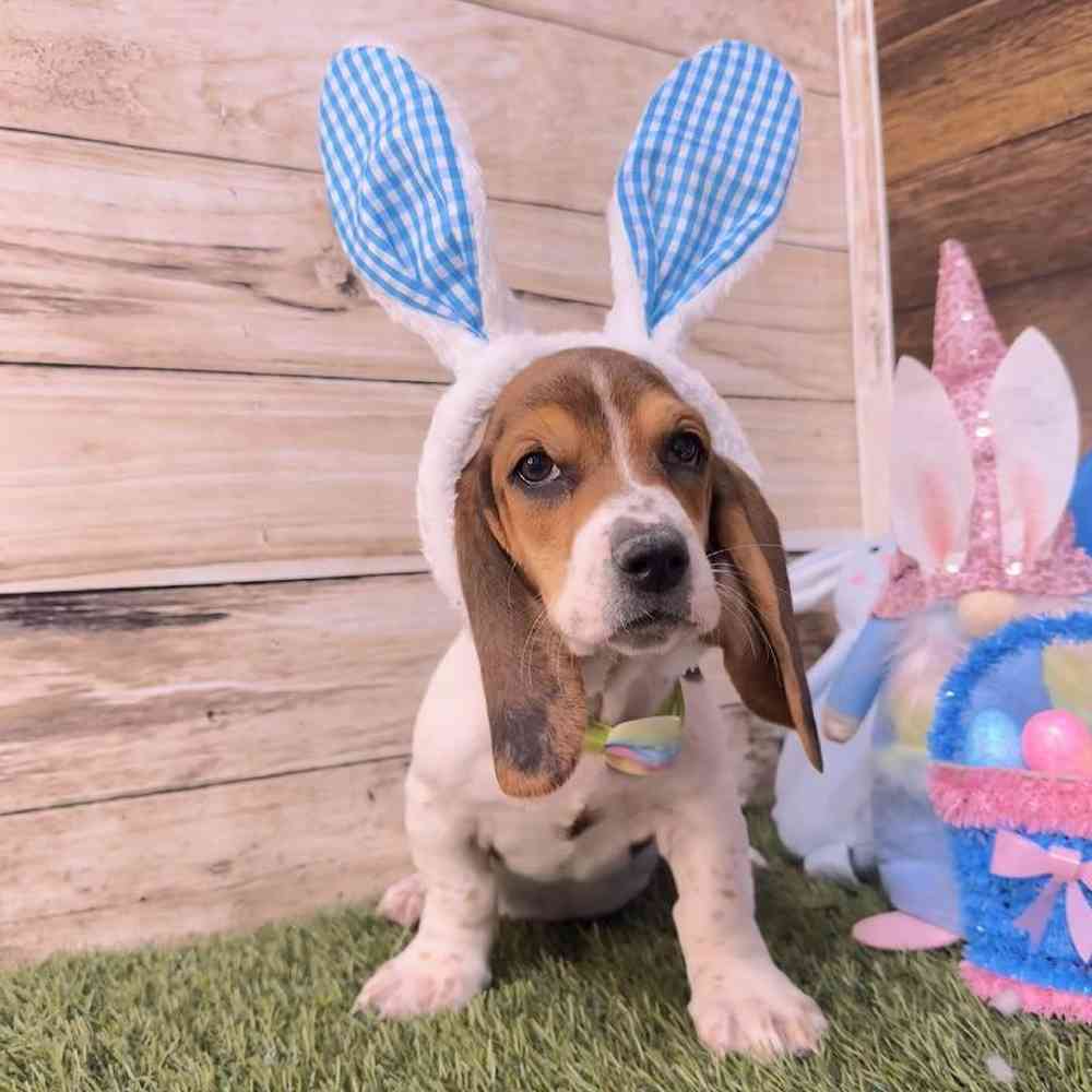 Male Basset Hound Puppy for Sale in Saugus, MA