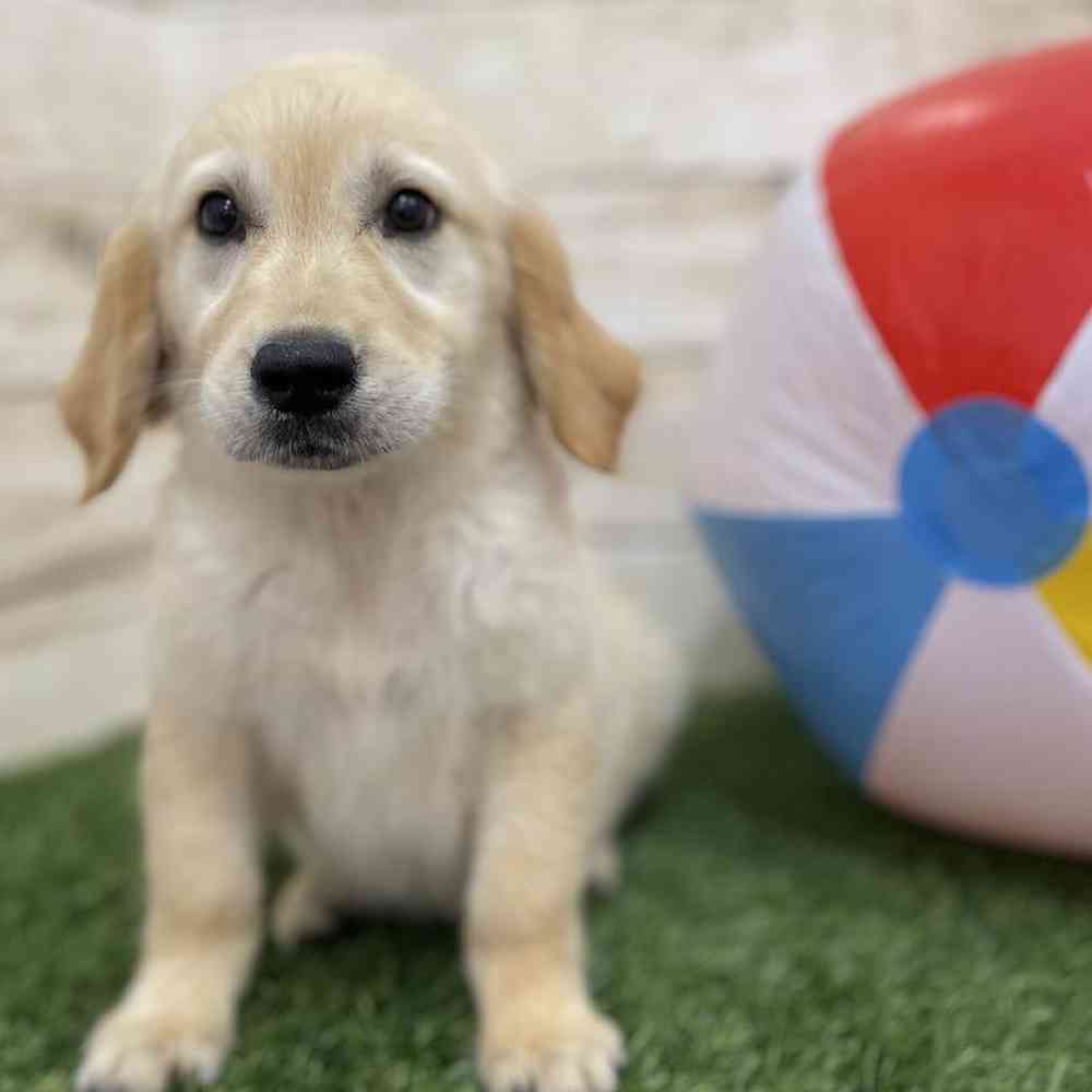 Female Golden Retriever Puppy for Sale in Braintree, MA