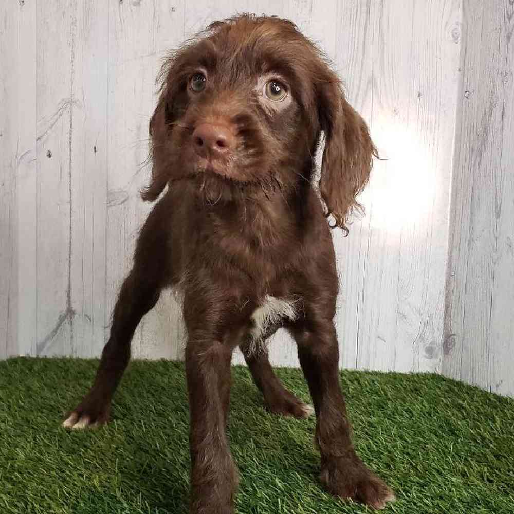 Female Mini Labradoodle Puppy for sale