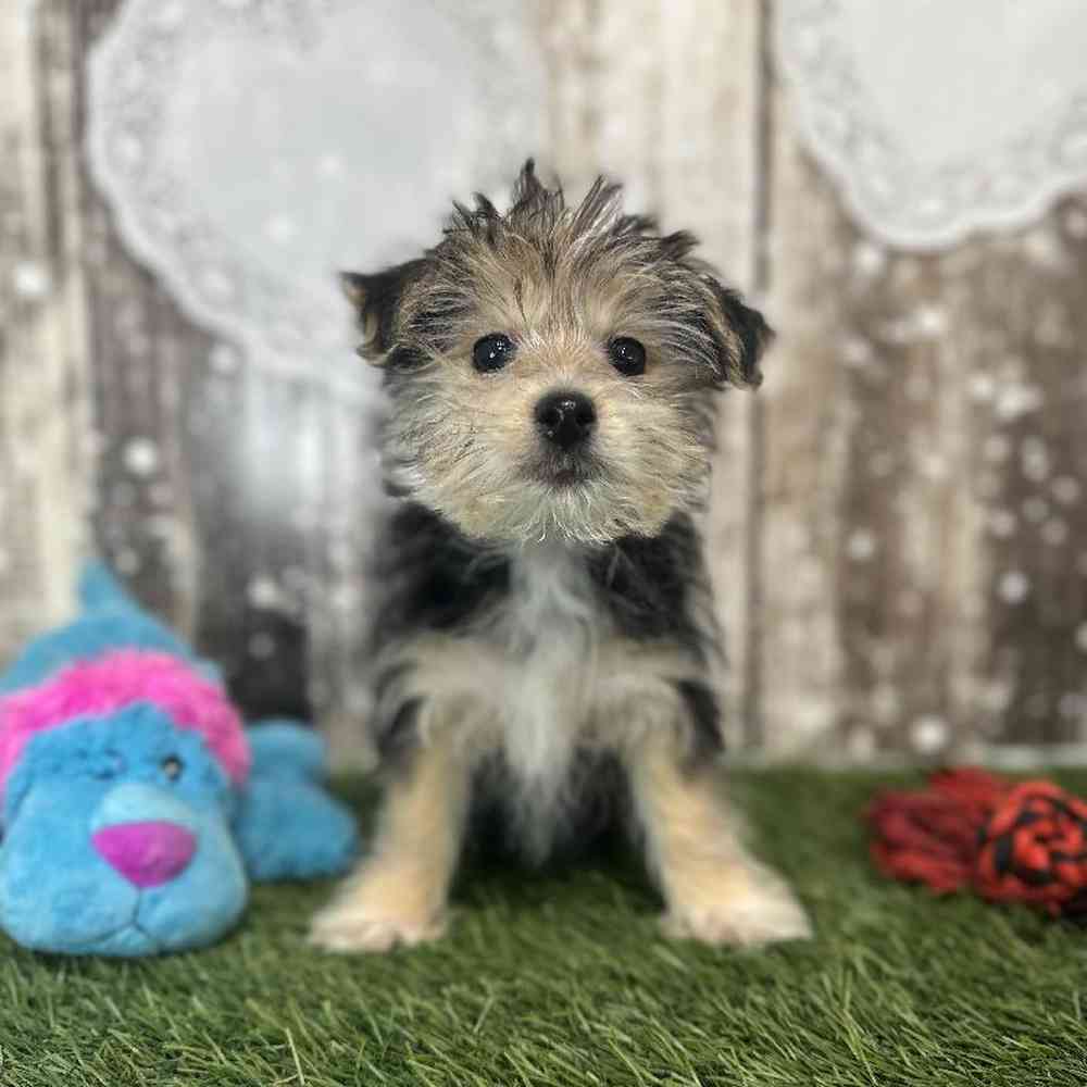 Male Morkie Puppy for Sale in Saugus, MA