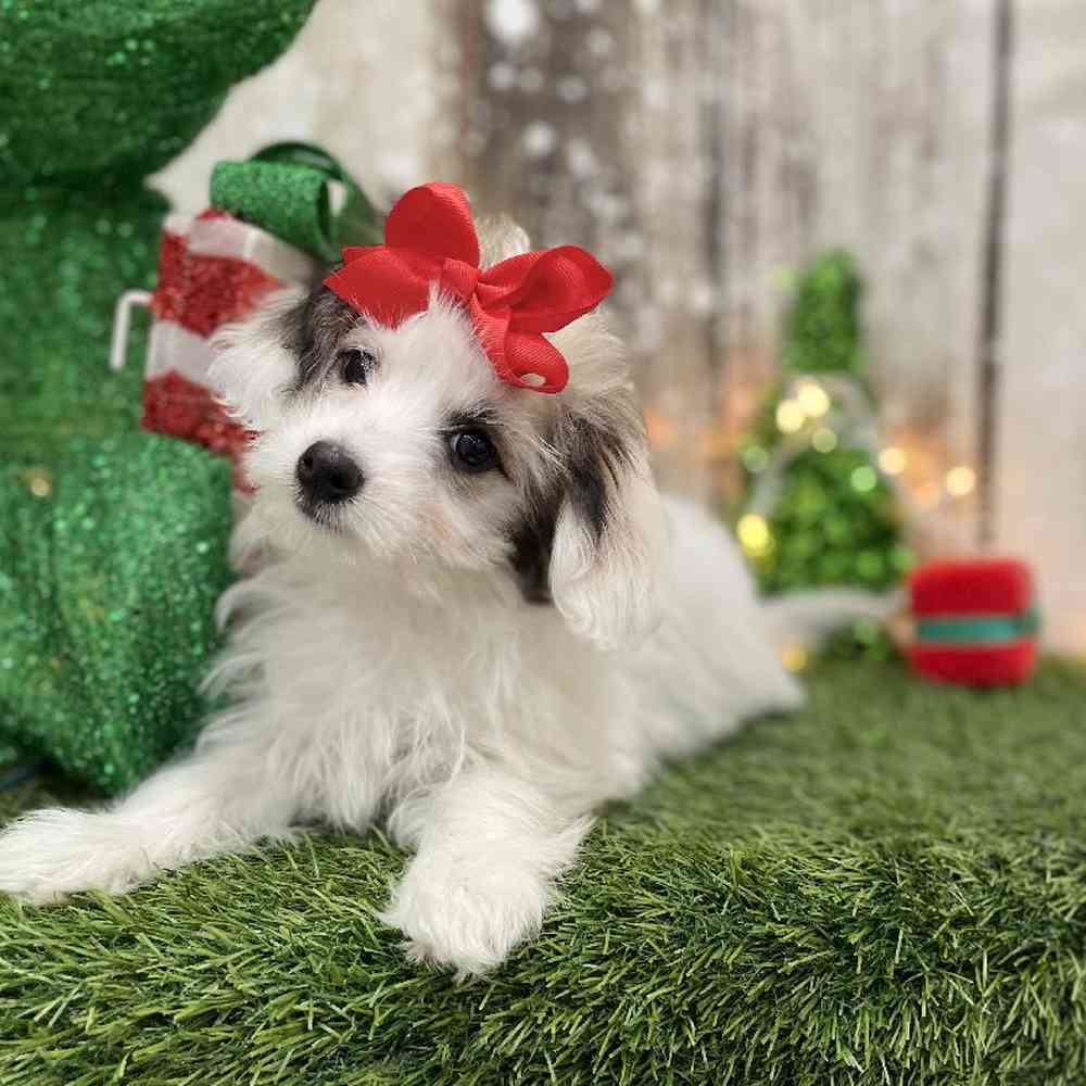 Female Coton De Tulear Puppy for Sale in Braintree, MA