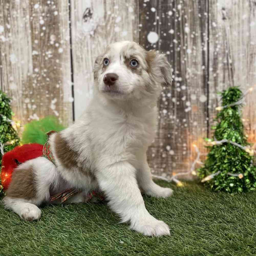 Female Miniature Australian Shepherd Puppy for Sale in Braintree, MA