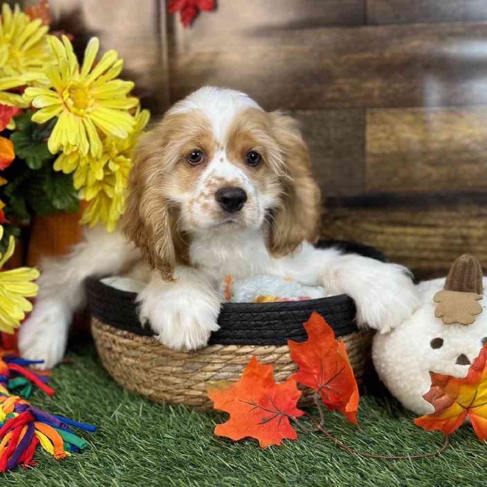 Female Cocker Spaniel Puppy for Sale in Saugus, MA
