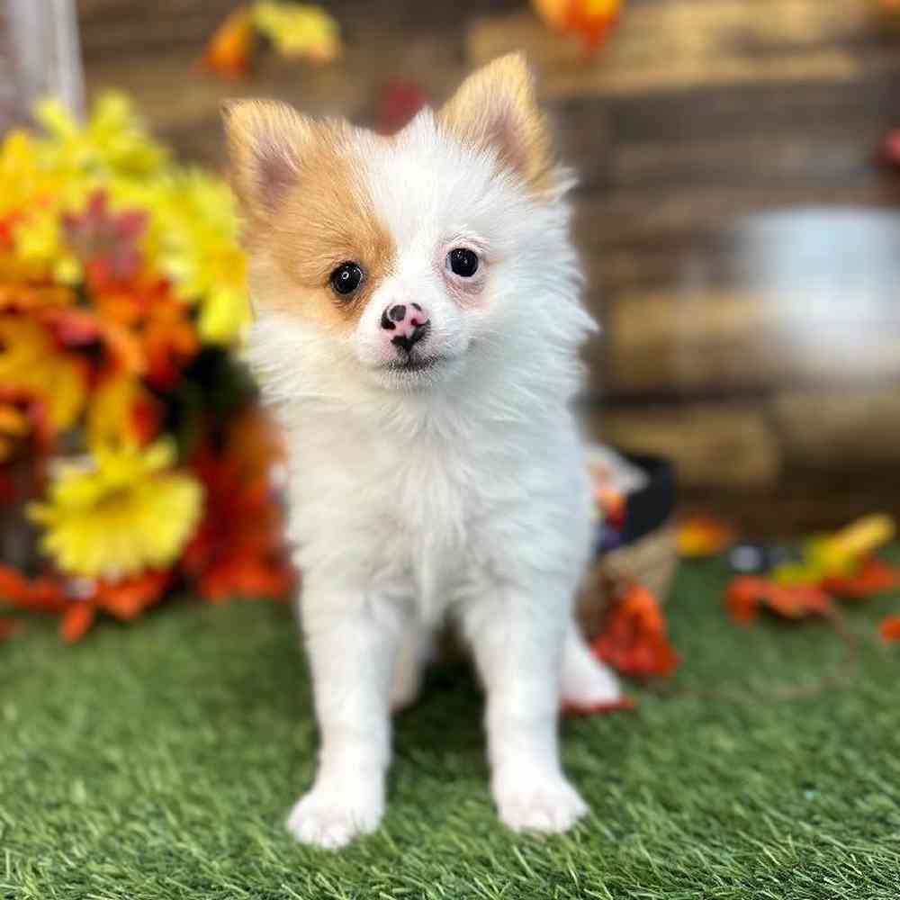 Female Pomeranian Puppy for Sale in Braintree, MA