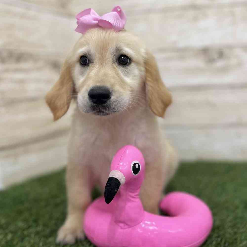 Female Golden Retriever Puppy for Sale in Braintree, MA