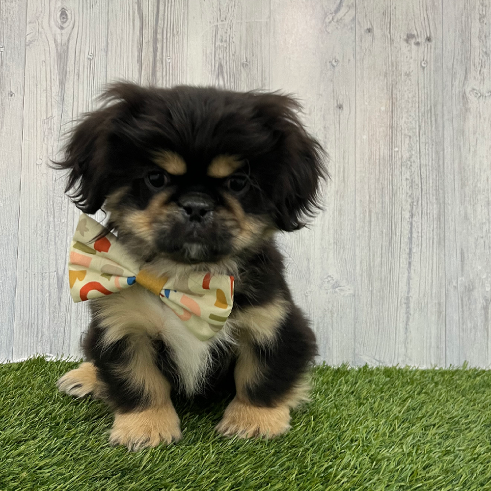 Male Pekingese Puppy for Sale in Braintree, MA