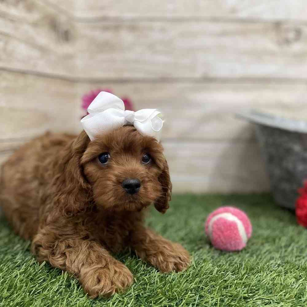 Female Cavapoo Puppy for Sale in Braintree, MA